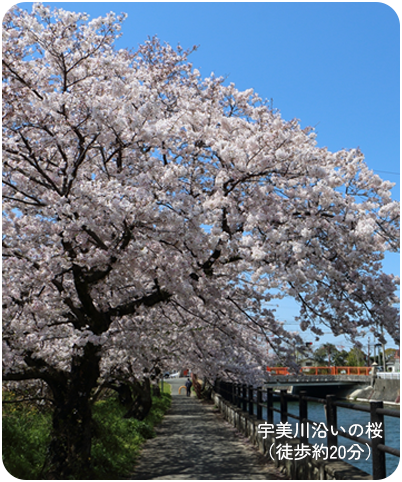 宇美川沿いの桜（徒歩約20分）